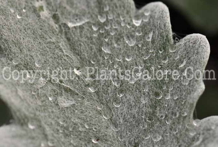 PGC-A-Senecio-cineraria-Silverdust-Dusty-Miller-0004