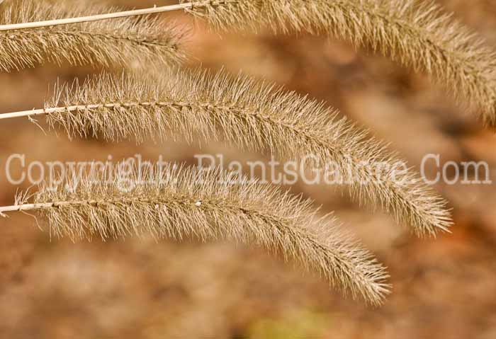 PGC-G-Setaria-faberi-aka-Giant-Foxtail-1
