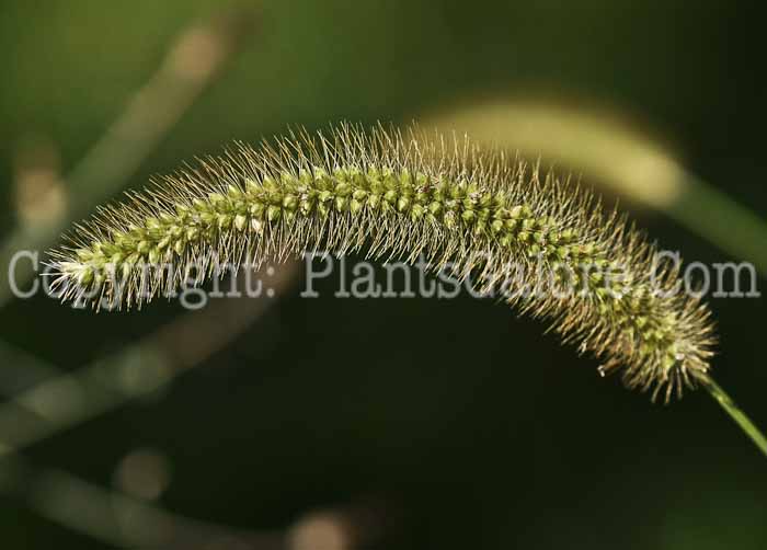 PGC-G-Setaria-glauca-aka-Yellow-Foxtail-3
