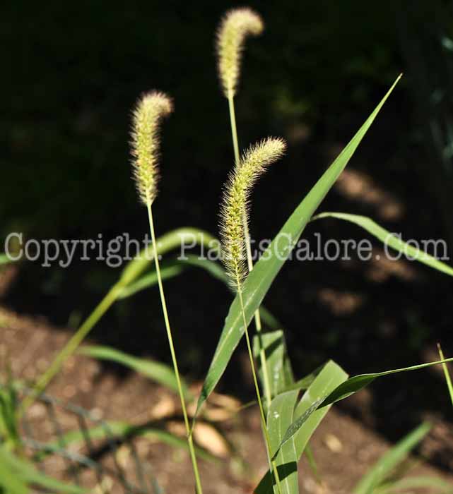 PGC-G-Setaria-virtis-aka-Green-Foxtail-1