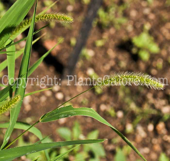 PGC-G-Setaria-virtis-aka-Green-Foxtail-2