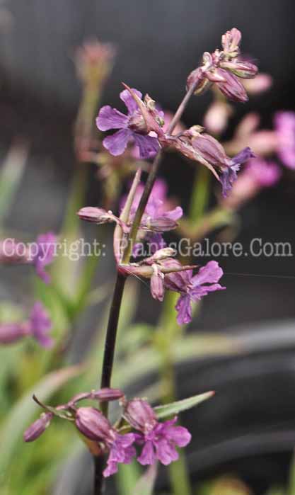 PGC-P-Silene-atropurpurea-05-2012-1