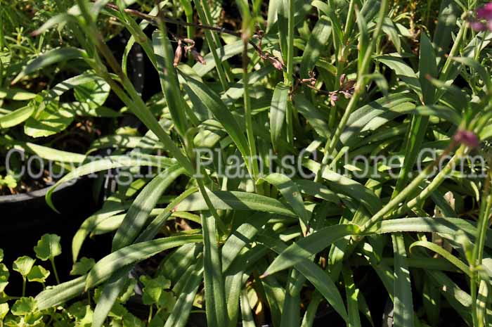 PGC-P-Silene-atropurpurea-ex-mojmir-2010-003