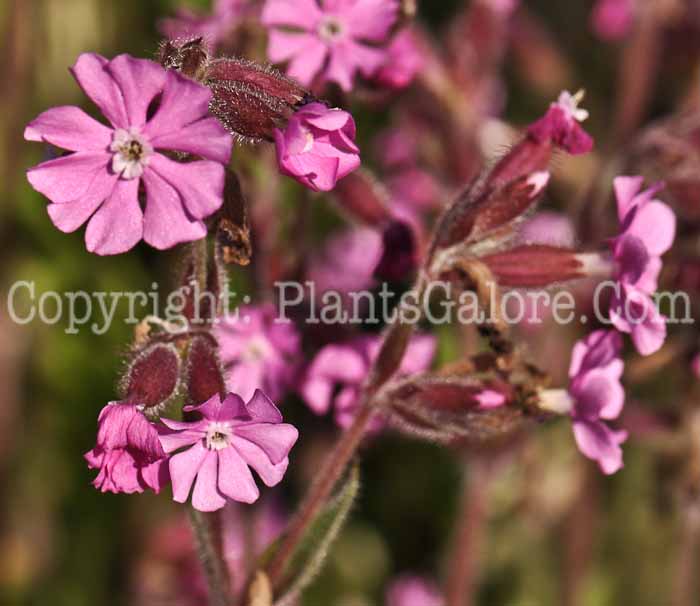 PGC-P-Silene-atropurpurea-ex-mojmir-2010-006