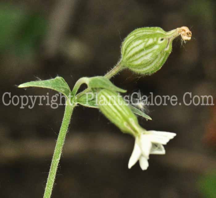 PGC-P-Silene-vulgaris-aka-Bladder-Campion-1