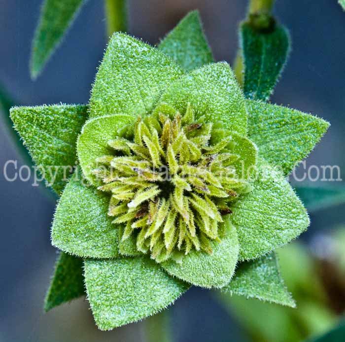 PGC-P-Silphium-integrifolium-aka-Rosinweed-1013o-2