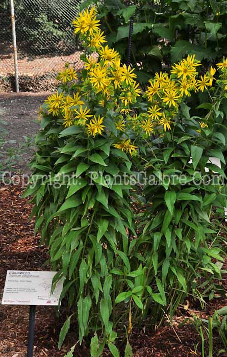 PGC-P-Silphium-integrifolium-aka-Rosinweed-813-1