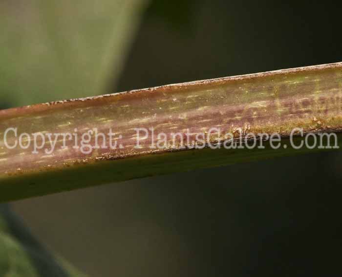 PGC-P-Silphium-perfoliatum-aka-Cup-Plant-11