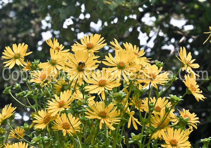 PGC-P-Silphium-perfoliatum-aka-Cup-Plant-2