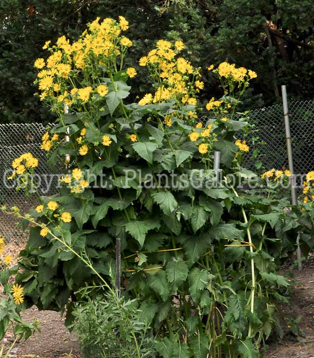 PGC-P-Silphium-perfoliatum-aka-Cup-Plant-5
