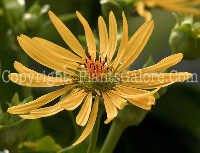 PGC-P-Silphium-perfoliatum-aka-Cup-Plant-8