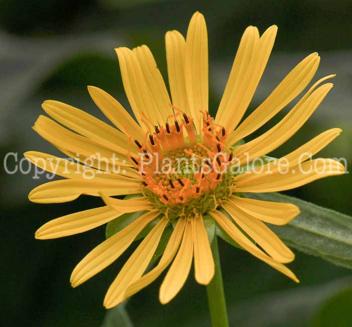 PGC-P-Silphium-perfoliatum-aka-Cup-Plant-9