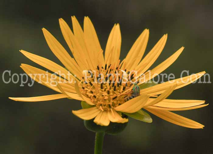 PGC-P-Silphium-terebinthinaceum-aka-Prairie-Dock-2