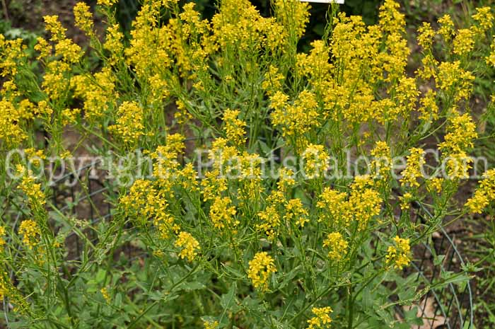 PGC-P-Sisymbrium-officinale-aka-Hedge-Mustard-1