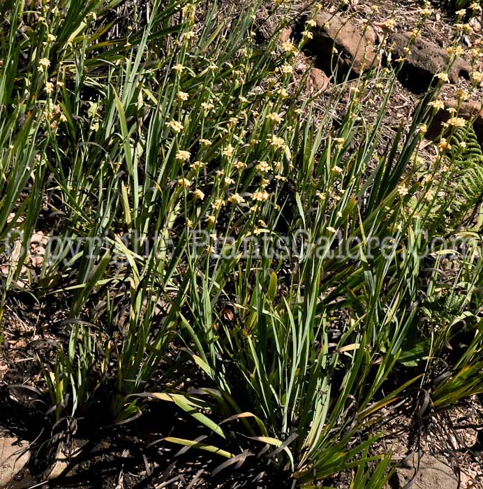 PGC-P-Sisyrinchium-striatum-aka-Satin-Flower-1