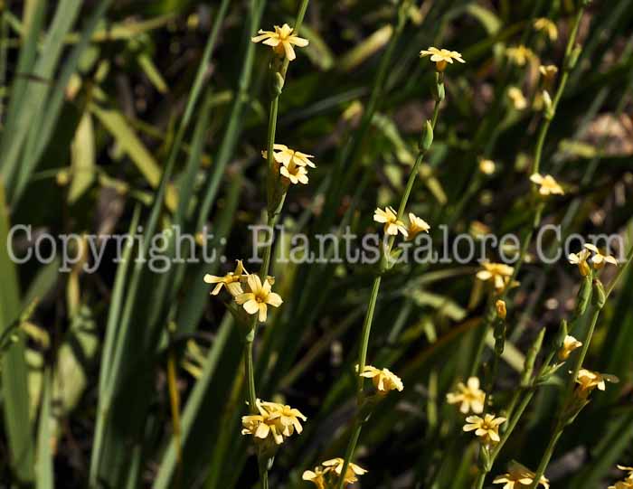 PGC-P-Sisyrinchium-striatum-aka-Satin-Flower-2