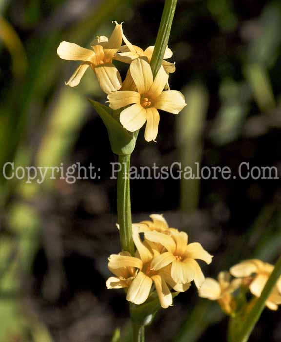 PGC-P-Sisyrinchium-striatum-aka-Satin-Flower-3