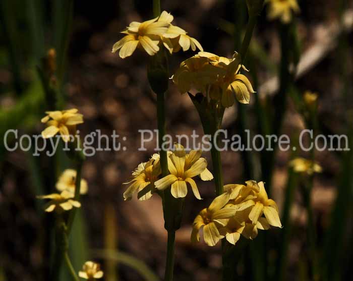 PGC-P-Sisyrinchium-striatum-aka-Satin-Flower-4