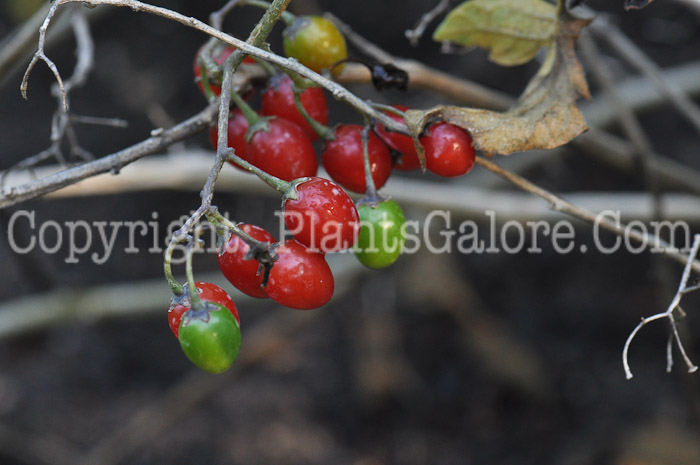 PGC-P-Solanum-dulcamara-aka-Deadly-Nightshade-4