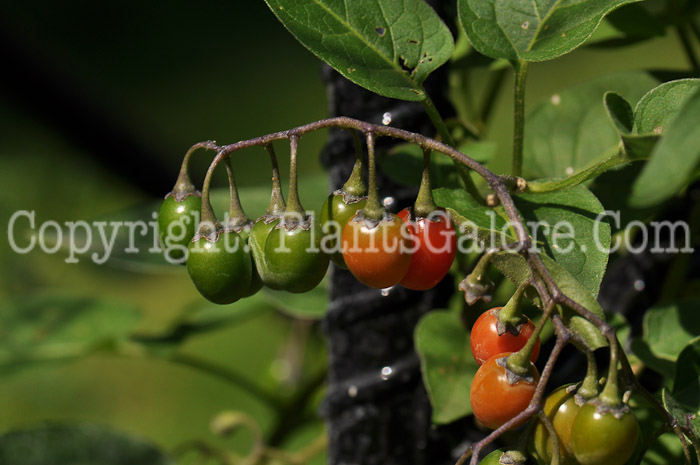 PGC-P-Solanum-dulcamara-aka-Deadly-Nightshade-6