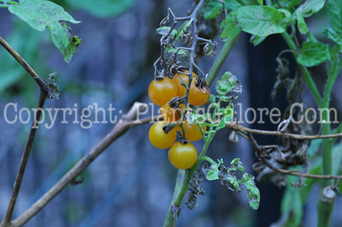 PGC-P-Solanum-lycopersicum-aka-Early-Tomato-2