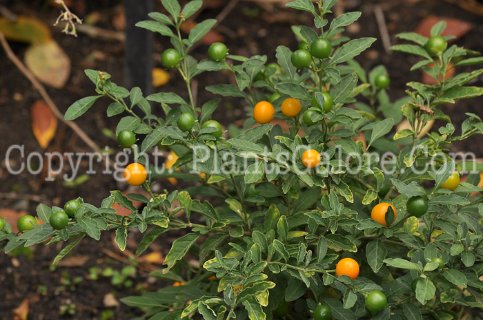PGC-P-Solanum-pseudocapsicum-aka-Jerusalem-Cherry-1