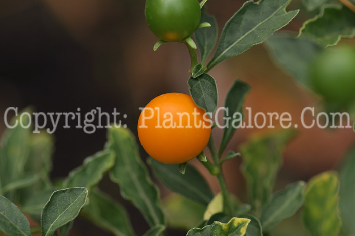 PGC-P-Solanum-pseudocapsicum-aka-Jerusalem-Cherry-3