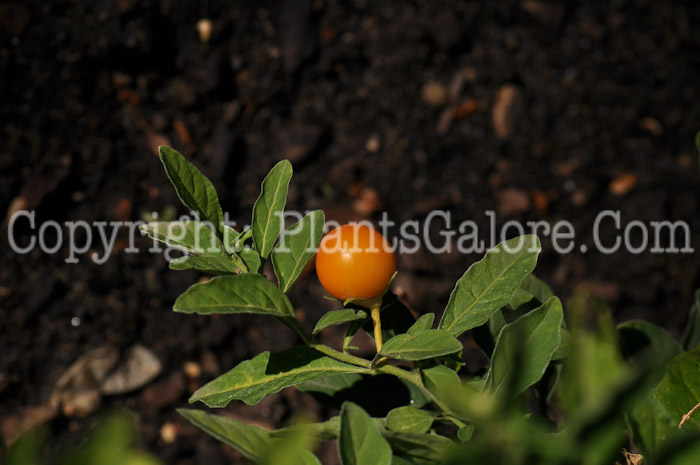 PGC-P-Solanum-pseudocapsicum-aka-Jerusalem-Cherry-4