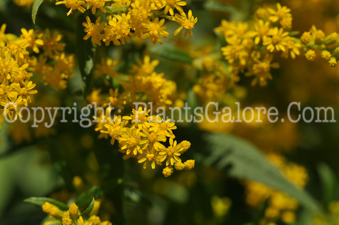 PGC-P-Solidago-cutleri-Goldrush-aka-Goldenrod-2