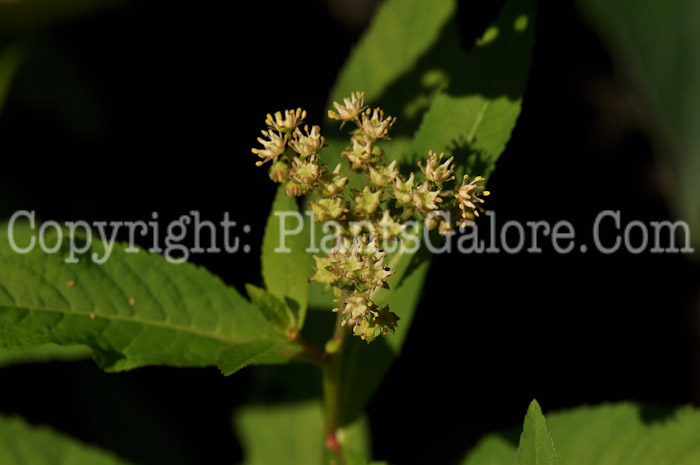 PGC-P-Solidago-houghtonii-aka-Houghtons-Goldenrod-1