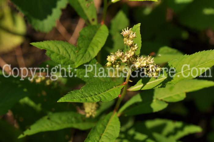 PGC-P-Solidago-houghtonii-aka-Houghtons-Goldenrod-2