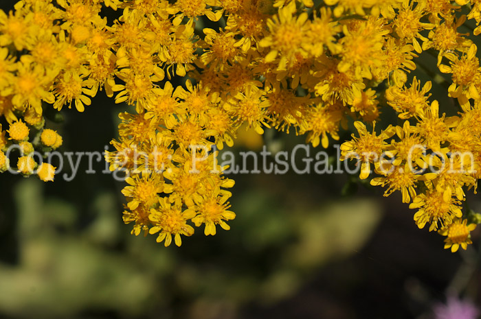 PGC-P-Solidago-rigida-aka-Stiff-Goldenrod-4