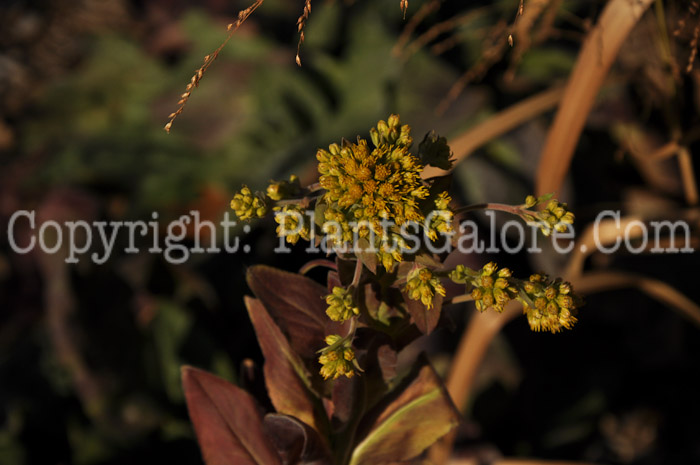 PGC-P-Solidago-rigida-aka-Stiff-Goldenrod-6