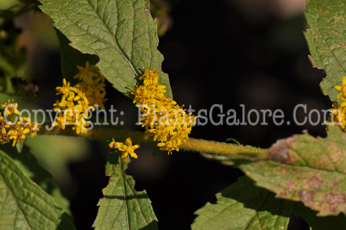 PGC-P-Solidago-rugosa-aka-Wrinkled-Goldenrod-1