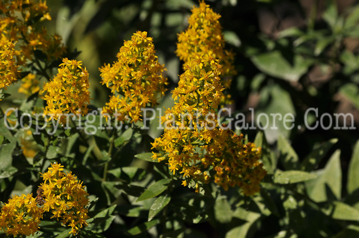 PGC-P-Solidago-speciosa-aka-Showy-Goldenrod-1
