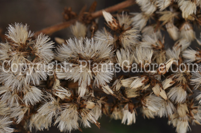 PGC-P-Solidago-speciosa-aka-Showy-Goldenrod-3