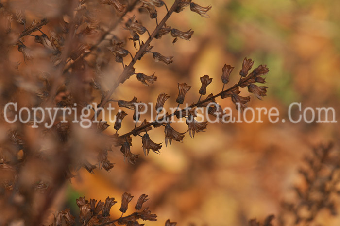 PGC-P-Solidago-speciosa-aka-Showy-Goldenrod-5