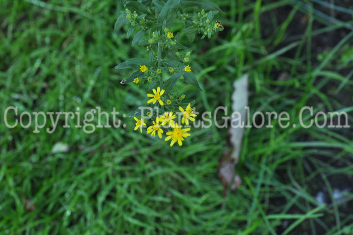 PGC-P-Solidago-virgaurea-aka-European-Goldenrod-1