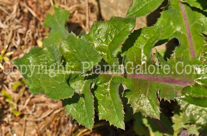 PGC-P-Sonchus-oleraceous-aka-Sow-Thistle-2