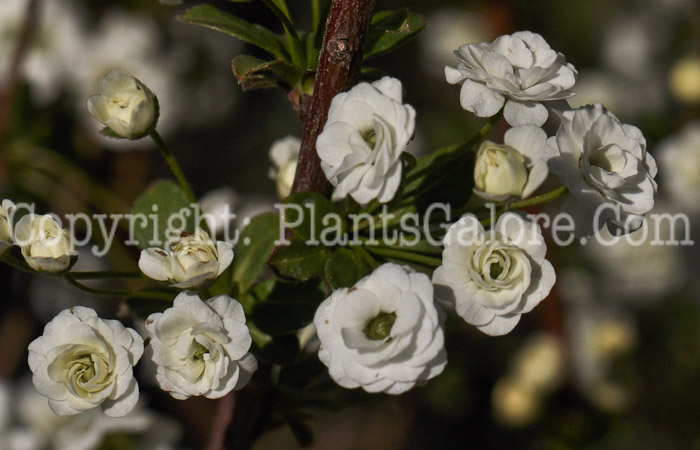 PGC-S-Spiraea-Bridalwreath-aka-Bridalwreath-Spirea-2