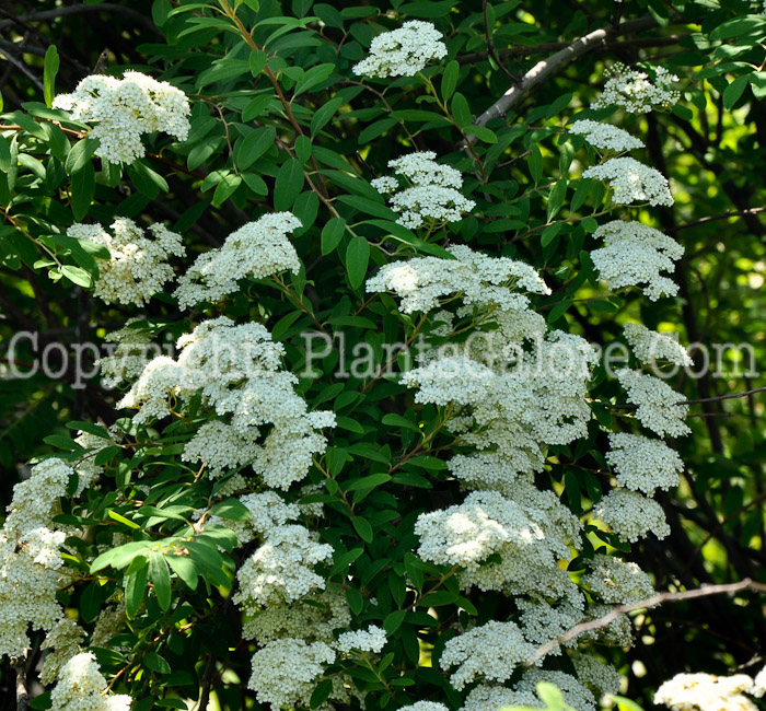 PGC-S-Spiraea-sargentiana-aka-Sargent-Spirea-2