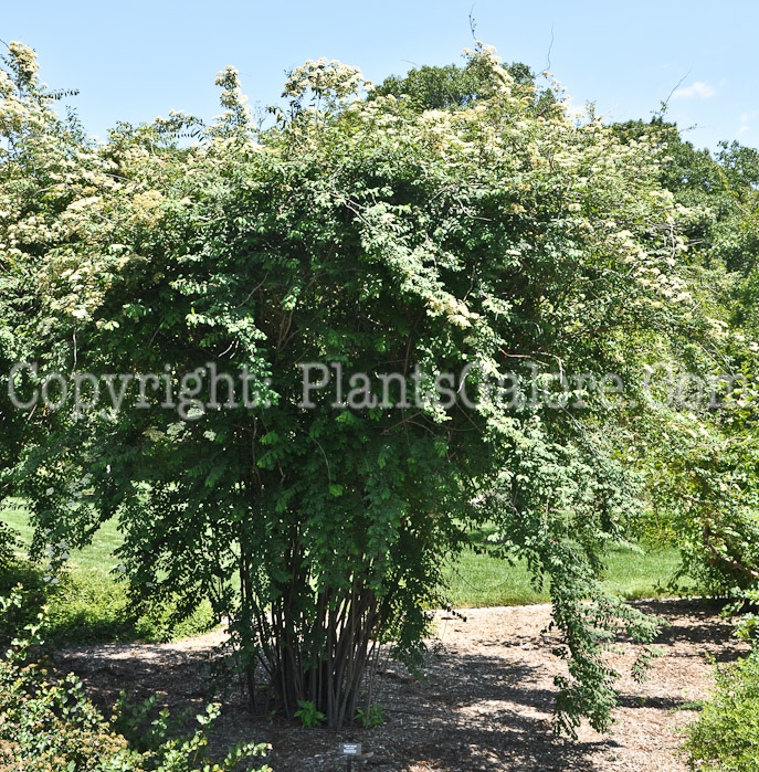 PGC-S-Spiraea-veitchii-aka-Veitch-Spirea-2