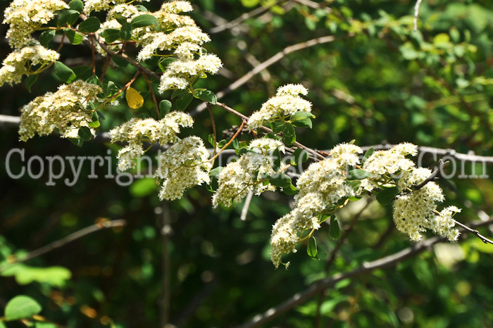 PGC-S-Spiraea-veitchii-aka-Veitch-Spirea-4