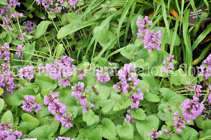PGC-P-Stachys-macrantha-Robusta-aka-Betony-2