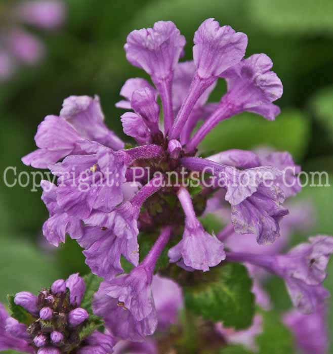 PGC-P-Stachys-macrantha-Robusta-aka-Betony-3