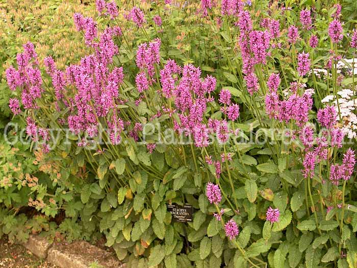 PGC-P-Stachys-macrantha-Superba-aka-Betony-1