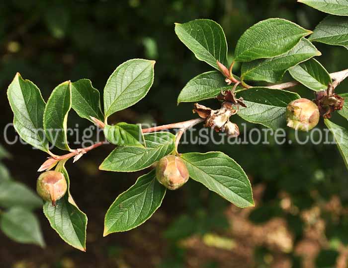PGC-T-Stewartia-monodelpha-aka-Tall-Stewartia-1