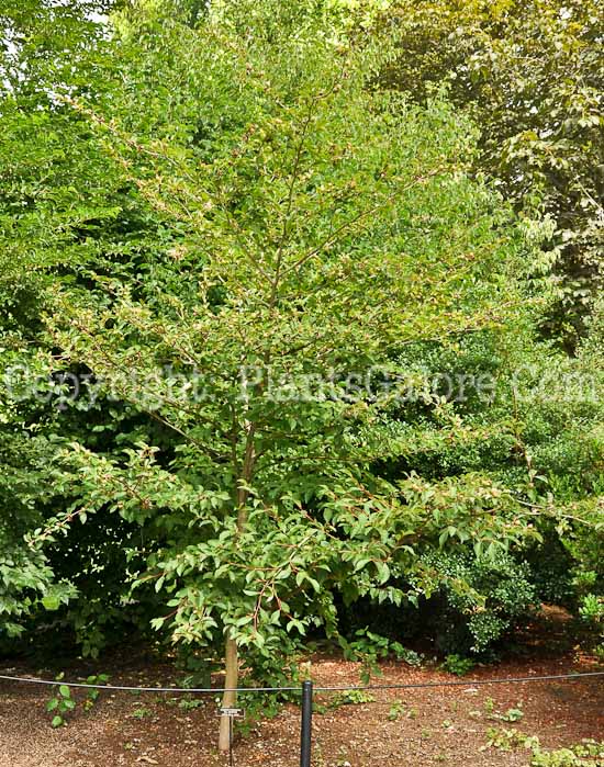 PGC-T-Stewartia-monodelpha-aka-Tall-Stewartia-3