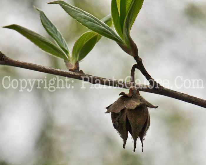 PGC-T-Stewartia-monodelpha-aka-Tall-Stewartia-4