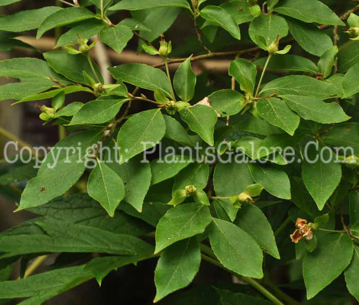 PGC-T-Stewartia-monodelpha-aka-Tall-Stewartia-6